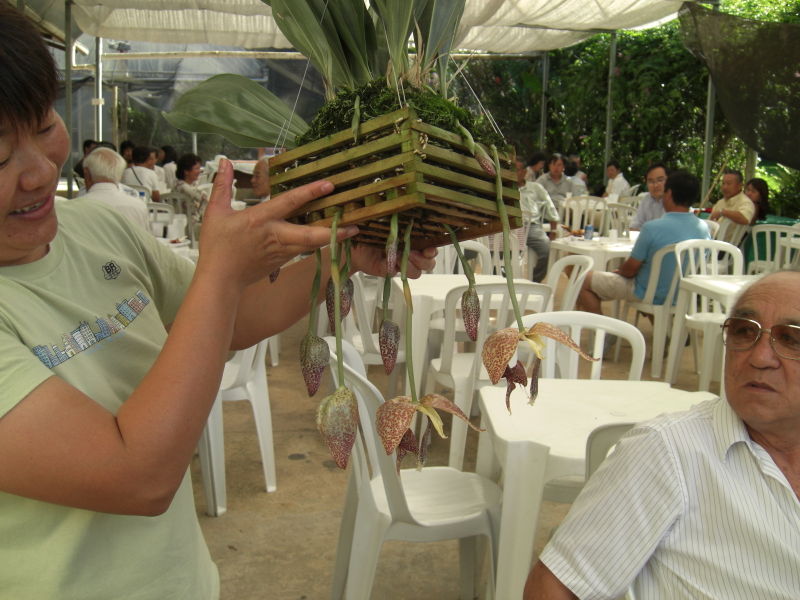 Arquivo:Morimoto 4.JPG