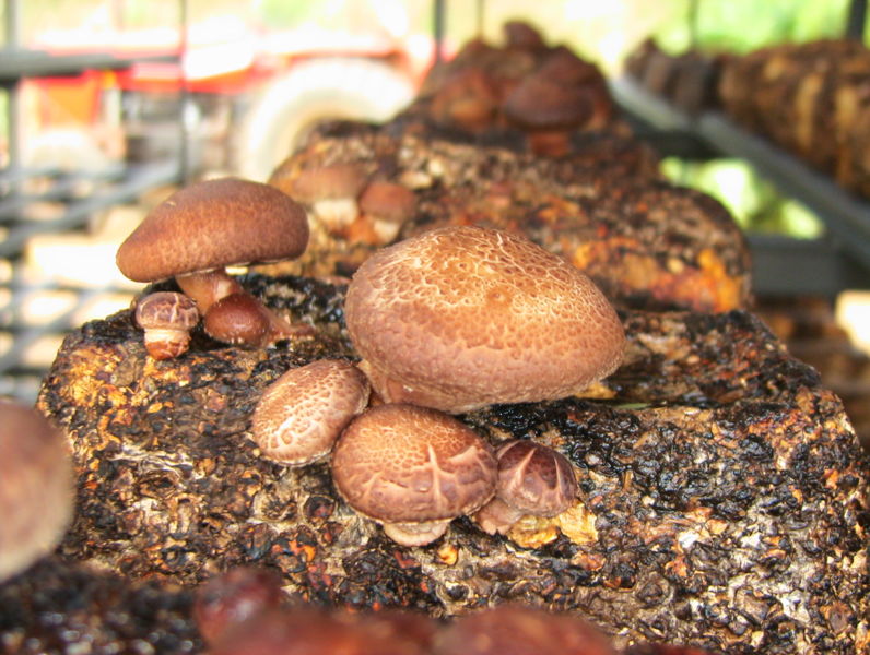 Arquivo:Kunugui4.JPG